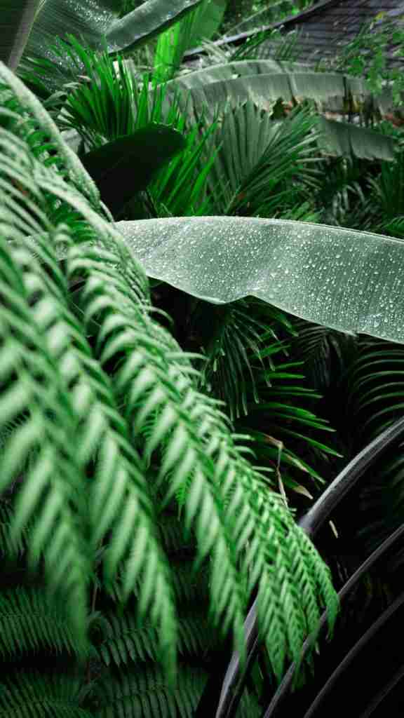 Close-up of tropical plant leaves at Munduk Cabins, Bali — lush jungle details that bring nature indoors, featured on Bohemian Bela.