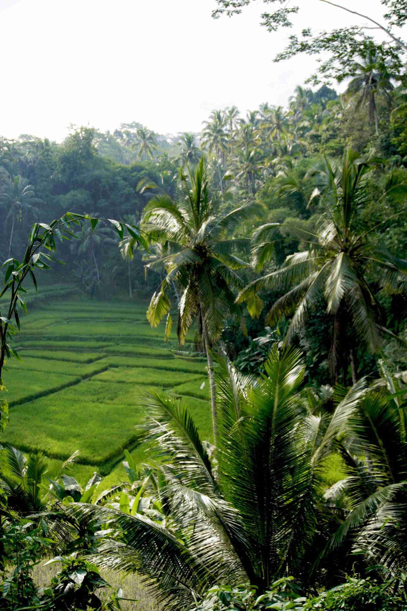 Ubud Travel Guide – A Bustling City Tucked Away in Bali’s Lush Jungles